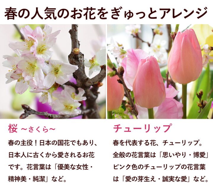 楽天市場 桜と春の花の生花アレンジ さくら日和おうち花見 お部屋でお花見 送料無料 チューリップ スイートピー デンファレフラワーアレンジメント花 誕生日 プレゼント 女性 母 祖母 退職祝い 定年 先生 お花 卒業祝い フラワーギフト 1月31日 3月25日までお届け