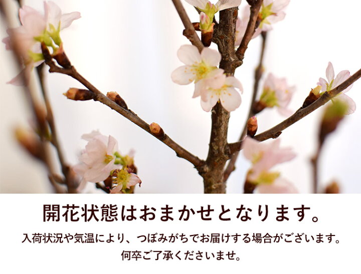 楽天市場 桜と春の花の生花アレンジ さくら日和おうち花見 お部屋でお花見 送料無料 チューリップ スイートピー デンファレフラワーアレンジメント花 誕生日 プレゼント 女性 母 祖母 退職祝い 定年 先生 お花 卒業祝い フラワーギフト 1月31日 3月25日までお届け