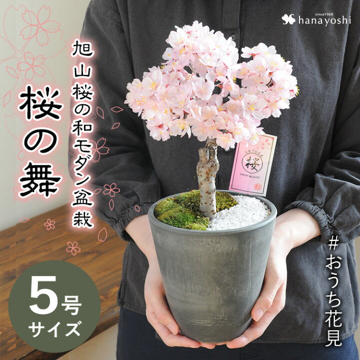 楽天市場 桜 盆栽 さくら咲く おうち花見 花芽付 旭山桜の和モダン盆栽 桜の舞 5号サイズ 盆栽鉢 送料無料 3 31で日時指定ok 苔あそび 誕生日 プレゼント 花 母 祖母 女性 父 祖父 フラワーギフト 定年 退職祝い 男性 上司 お礼 合格祝い 卒業祝い 卒園祝い お花 自宅