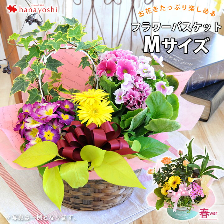 楽天市場 あす楽13時まで受付 季節のおまかせ花鉢とグリーンの寄せ入れmサイズ フラワーバスケット 鉢植え フラワーギフト 冬 お誕生日 お花 誕生日 プレゼント 女性 女友達 母 祖母 お祝い 花 退職祝い 送別会 記念日 鉢花 ギフト おしゃれ 新築祝い 引っ越し祝い 結婚 楽天市場 あす楽13時まで受付 季節のおまかせ花鉢とグリーンの寄せ入れmサイズ フラワーバスケット 鉢植え フラワーギフト 冬 お誕生日 お花 誕生日 プレゼント 女性 女友達 母 祖母 お祝い 花 退職祝い 送別会 記念日 鉢花 ギフト おしゃれ 新築祝い 引っ越し祝い 結婚