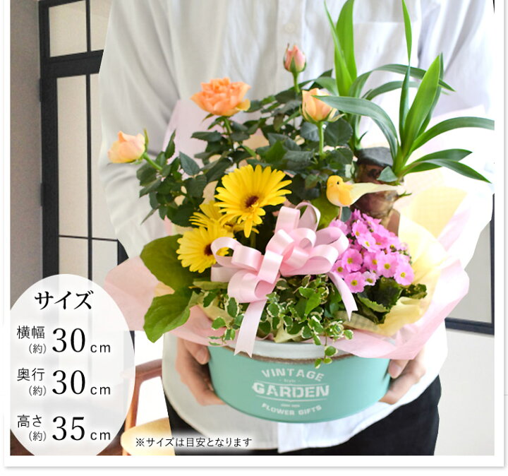 楽天市場 あす楽13時まで受付 季節のおまかせ花鉢とグリーンの寄せ入れmサイズ フラワーバスケット 鉢植え フラワーギフト 冬 お誕生日 お花 誕生日 プレゼント 女性 女友達 母 祖母 お祝い 花 退職祝い 送別会 記念日 鉢花 ギフト おしゃれ 新築祝い 引っ越し祝い 結婚