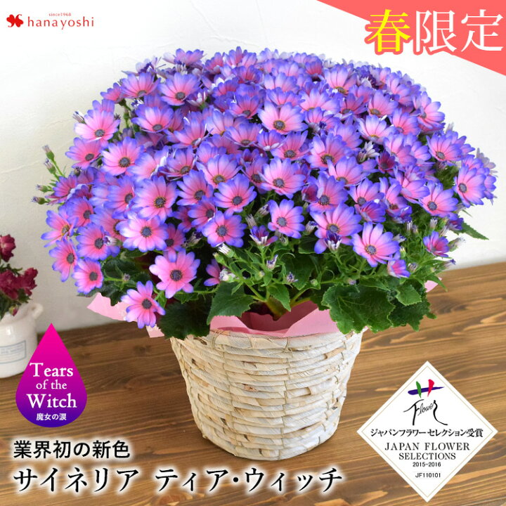 楽天市場 モリヒロ園芸さんの季節の鉢花 送料無料 プレミアム サイネリア ティア ウィッチ2 3 3 15お届け 花 ギフト 春 お祝い 誕生日 プレゼント 女性 母 女友達 友人 花鉢 鉢植え フラワー ギフト 魔女の涙 フラワーマーケット花由 楽天市場 モリヒロ園芸さんの季節の鉢花 送料無料 プレミアム サイネリア ティア ウィッチ2 3 3 15お届け 花 ギフト 春 お祝い 誕生日 プレゼント 女性 母 女友達 友人 花鉢 鉢植え フラワー ギフト 魔女の涙 フラワーマーケット花由