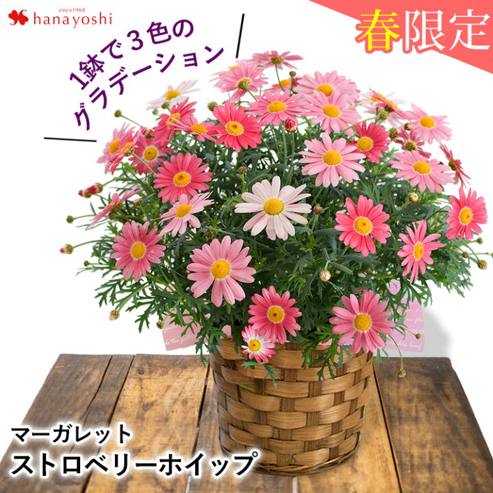 楽天市場 春の鉢花 マーガレット ストロベリーホイップ鉢植え プレゼント ギフト 花 送料無料 花鉢 花 誕生日 プレゼント 女性 母 祖母 女友達 結婚祝い 退職祝い 上司 還暦祝い 結婚記念日 妻 両親 お花 入学祝い 新社会人 お祝い 2月5日 4月15日までお届け フラワー
