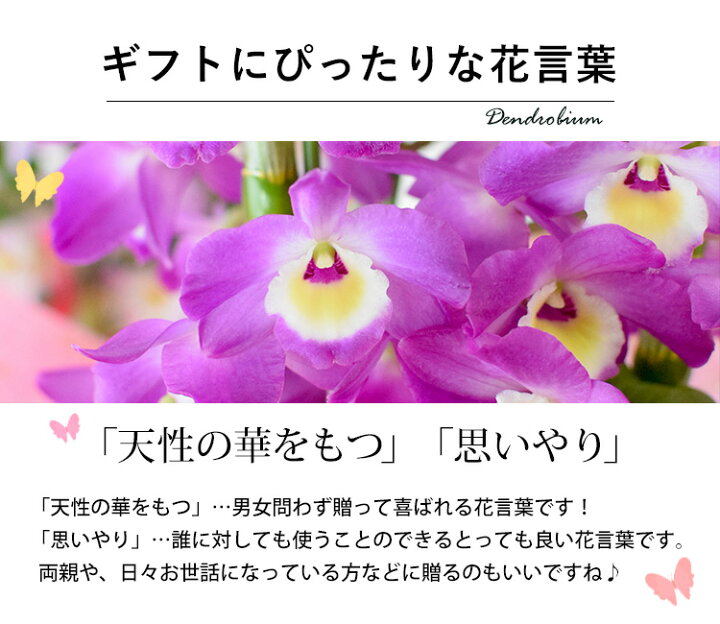 楽天市場 阿波の洋蘭 送料無料 人気のピンク系 デンドロビウムをラッピングしてお届け デンドロビューム 退職祝い 定年 花 誕生日 プレゼント 女性 母 義母 父 男性 上司 新築祝い 開店祝い 周年祝い お祝い 結婚記念日 両親 昇進祝い 還暦祝い 御礼 鉢花 鉢植え