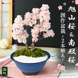 桜 盆栽 花芽付 創作桜盆栽〜 旭山桜 ＆ 南殿桜2本植え〜 万古焼手造り 盆栽鉢 2/1～3/22で日時指定OK 旭山桜 南殿桜 誕生日 プレゼント 花 祖母 女性 祖父 フラワーギフト 定年 男性 プレゼント 春 さくら 桜の木 花見 合格祝い 退職祝い 母の日