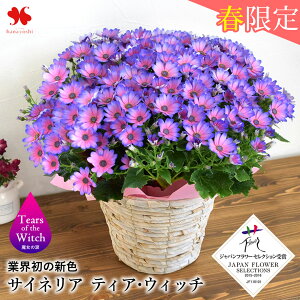 q|̋G߂  5   v~A TClA eBAEEBb` P A v[g  t j a v[g   `  e FB Fl 