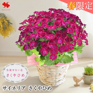 q|̋G߂  5   v~A TClA eBAEEBb` P A v[g  t j a v[g   `  e FB Fl 