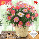 春限定 マーガレット ストロベリーホイップ 5号 鉢 鉢植え 鉢植え プレゼント ギフト バスケット付 多年草 毎年 咲く 鉢花 花鉢 お花 お祝い 花 お花 春 お祝い お誕生日 誕生日 女性 女友達 花鉢 入学祝い 開店祝い 退職祝い フラワー ギフト 母の日
