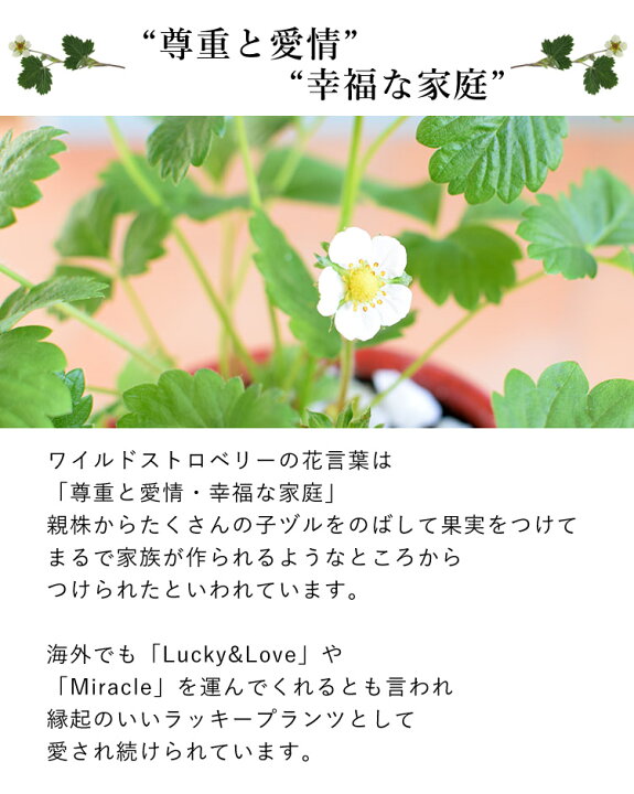 楽天市場 鉢植え プレゼント ギフト 花 送料無料 幸せ訪れる ワイルドストロベリー 花鉢 花 誕生日 プレゼント 女性 母 祖母 女友達 結婚祝い 退職祝い 上司 還暦祝い 祝い 結婚記念日 妻 両親 お花 合格祝い 卒業祝い 卒業式 お祝い 1月30日 3月31日までお届け