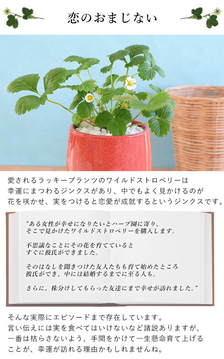 楽天市場 鉢植え プレゼント ギフト 花 送料無料 幸せ訪れる ワイルドストロベリー 花鉢 花 誕生日 プレゼント 女性 母 祖母 女友達 結婚祝い 退職祝い 上司 還暦祝い 祝い 結婚記念日 妻 両親 お花 合格祝い 卒業祝い 卒業式 お祝い 1月30日 3月31日までお届け