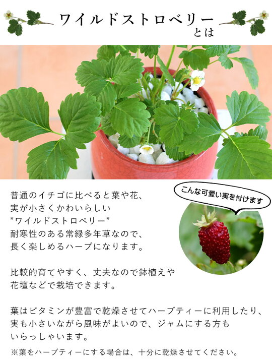 楽天市場 鉢植え プレゼント ギフト 花 送料無料 幸せ訪れる ワイルドストロベリー 花鉢 花 誕生日 プレゼント 女性 母 祖母 女友達 結婚祝い 退職祝い 上司 還暦祝い 祝い 結婚記念日 妻 両親 お花 合格祝い 卒業祝い 卒業式 お祝い 1月30日 3月31日までお届け