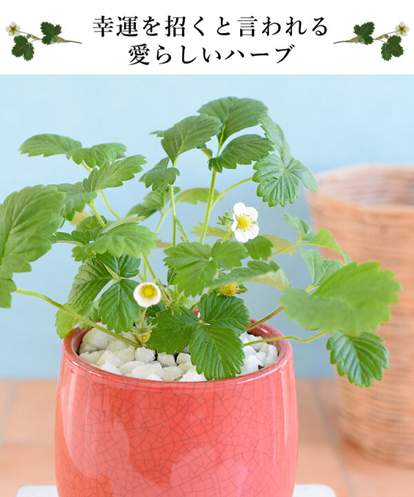 楽天市場 鉢植え プレゼント ギフト 花 送料無料 幸せ訪れる ワイルドストロベリー 花鉢 花 誕生日 プレゼント 女性 母 祖母 女友達 結婚祝い 退職祝い 上司 還暦祝い 祝い 結婚記念日 妻 両親 お花 合格祝い 卒業祝い 卒業式 お祝い 1月30日 3月31日までお届け