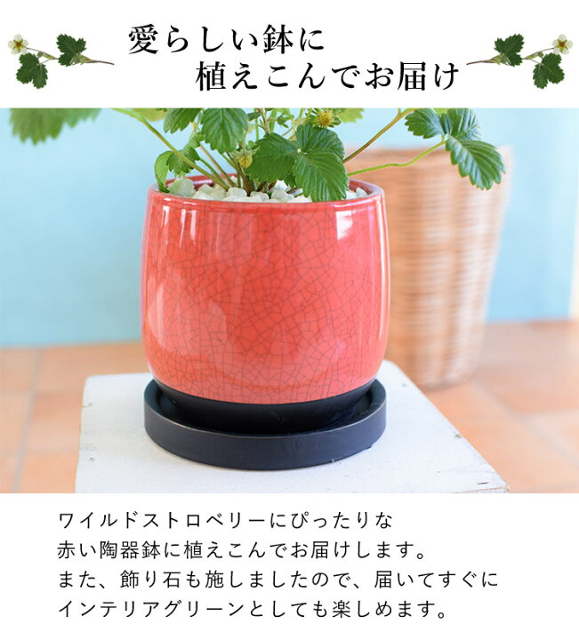 楽天市場 鉢植え プレゼント ギフト 花 送料無料 幸せ訪れる ワイルドストロベリー 花鉢 花 誕生日 プレゼント 女性 母 祖母 女友達 結婚祝い 退職祝い 上司 還暦祝い 祝い 結婚記念日 妻 両親 お花 合格祝い 卒業祝い 卒業式 お祝い 1月30日 3月31日までお届け
