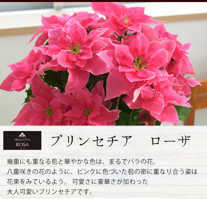 楽天市場 プリンセチア 鉢植え 選べる3種類 バラ咲き プリンセチア ローザ ロゼマーブル ピュアホワイト八重咲き サントリーフラワーズ ポインセチア ピンクのプリンセチア 鉢花 お歳暮 花 ギフト 冬 おしゃれ クリスマス 誕生日 プレゼント 女性 11 19 12 16まで 送料 楽天市場 プリンセチア 鉢植え 選べる3種類 バラ咲き プリンセチア ローザ ロゼマーブル ピュアホワイト八重咲き サントリーフラワーズ ポインセチア ピンクのプリンセチア 鉢花 お歳暮 花 ギフト 冬 おしゃれ クリスマス 誕生日 プレゼント 女性 11 19 12 16まで 送料