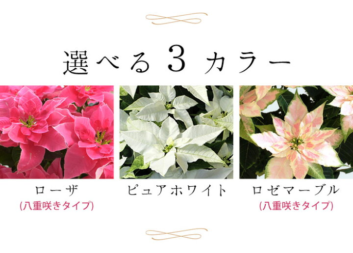楽天市場 プリンセチア 鉢植え 選べる3種類 バラ咲き プリンセチア ローザ ロゼマーブル ピュアホワイト八重咲き サントリーフラワーズ ポインセチア ピンクのプリンセチア 鉢花 お歳暮 花 ギフト 冬 おしゃれ クリスマス 誕生日 プレゼント 女性 11 19 12 16まで 送料 楽天市場 プリンセチア 鉢植え 選べる3種類 バラ咲き プリンセチア ローザ ロゼマーブル ピュアホワイト八重咲き サントリーフラワーズ ポインセチア ピンクのプリンセチア 鉢花 お歳暮 花 ギフト 冬 おしゃれ クリスマス 誕生日 プレゼント 女性 11 19 12 16まで 送料