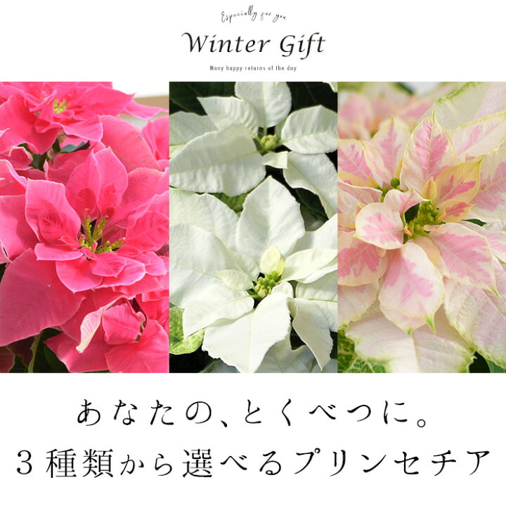 楽天市場 プリンセチア 鉢植え 選べる3種類 バラ咲き プリンセチア ローザ ロゼマーブル ピュアホワイト八重咲き サントリーフラワーズ ポインセチア ピンクのプリンセチア 鉢花 お歳暮 花 ギフト 冬 おしゃれ クリスマス 誕生日 プレゼント 女性 11 19 12 16まで 送料 楽天市場 プリンセチア 鉢植え 選べる3種類 バラ咲き プリンセチア ローザ ロゼマーブル ピュアホワイト八重咲き サントリーフラワーズ ポインセチア ピンクのプリンセチア 鉢花 お歳暮 花 ギフト 冬 おしゃれ クリスマス 誕生日 プレゼント 女性 11 19 12 16まで 送料