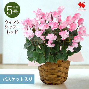 ԗRI v~A VN EBNV[bh A ʌ Ε ~ Mtg  t[Mtg   NX}X v[g a Ε ~Mtg 1122`1225͂