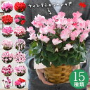 選べる シクラメン 鉢植え 4号 5号 6号 バスケット付 赤系 ピンク系 希少品種 3色植え※寒冷地お届け不可 シクラメン 鉢 お歳暮 ギフト 花 おしゃれ プレゼント 鉢花 記念日 退職祝い 贈答品 ウィンターギフト 冬ギフト お歳暮 御歳暮