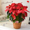 ポインセチア 鉢植え 5号サイズ 赤 花鉢 鉢花 お歳暮 花 ギフト 贈り物 冬 おしゃれ クリスマス 誕生日 プレゼント ウィンターギフト 冬の花贈り フラワーギフト 自宅用 退職祝い 結婚祝い お祝い お礼 30代 40代 50代 60代 70代 冬ギフト いい夫婦の日 御歳暮