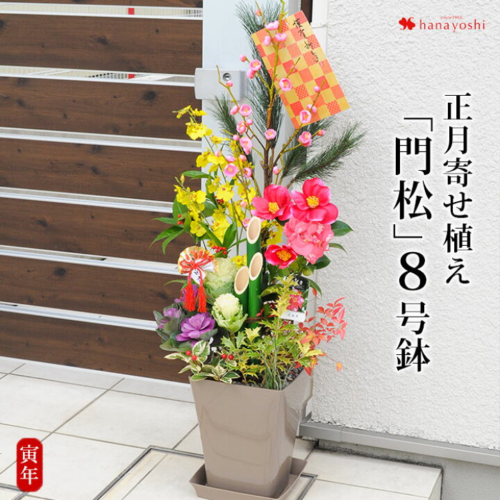 楽天市場 送料無料 お正月 寄せ植え 門松 8号鉢 12 26 12 30にお届け 門松 玄関 お歳暮 ギフト 正月 花 正月飾り モダン お年賀 卯年 迎春花 お正月飾り フラワーマーケット花由