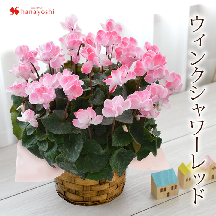 シクラメン お歳暮 クリスマス 贈り物 お祝い プレゼント 花 ギフト 記念日プレゼント 送料無料 生花 結婚 フラワー 鉢 季節の花 誕生日 6号 花ギフト 御歳暮 おしゃれ 季節の花鉢 誕生日プレゼント