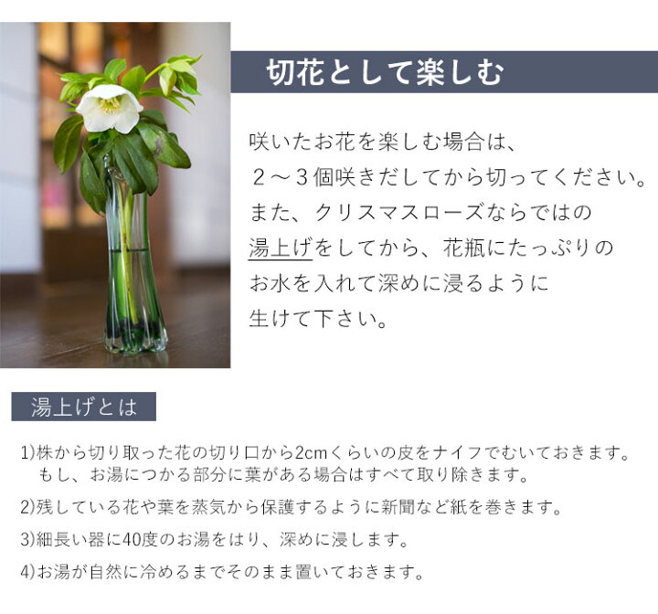 楽天市場 クリスマスローズ ニゲル 鉢植え 11月26日 12月24日のお届け 寒冷地へのお届けは不可 お歳暮 花 鉢植え ギフト シクラメン 鉢 花 冬 誕生日 プレゼント 女性 母 祖母 クリスマス フラワーギフト 冬 花鉢 お祝い フラワーマーケット花由