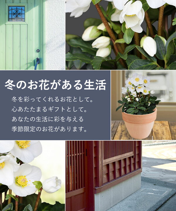 楽天市場 クリスマスローズ ニゲル 鉢植え 11月26日 12月24日のお届け 寒冷地へのお届けは不可 お歳暮 花 鉢植え ギフト シクラメン 鉢 花 冬 誕生日 プレゼント 女性 母 祖母 クリスマス フラワーギフト 冬 花鉢 お祝い フラワーマーケット花由