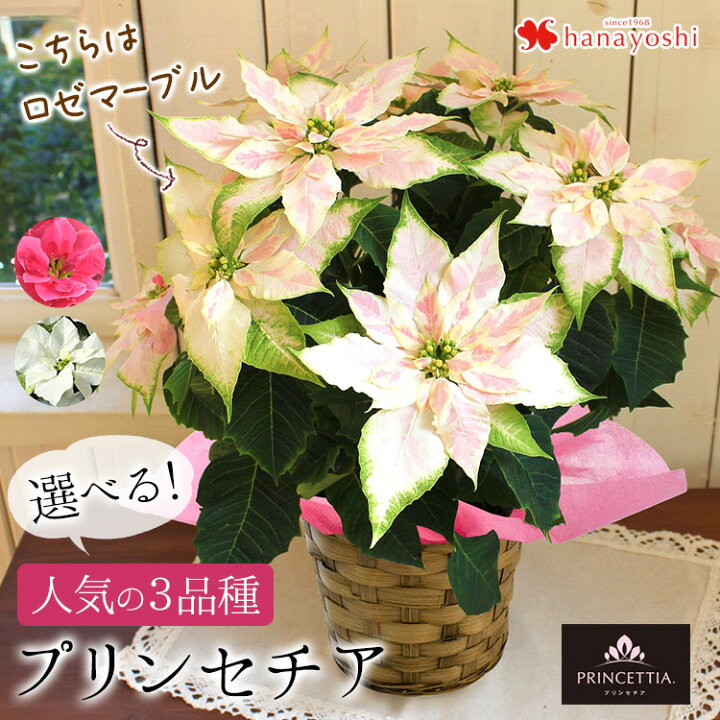 楽天市場 プリンセチア 鉢植え 選べる3種類 バラ咲き プリンセチア ローザ ロゼマーブル ピュアホワイト八重咲き サントリーフラワーズ ポインセチア ピンクのプリンセチア 鉢花 お歳暮 花 ギフト 冬 おしゃれ クリスマス 誕生日 プレゼント 女性 11 18 12 15まで 送料