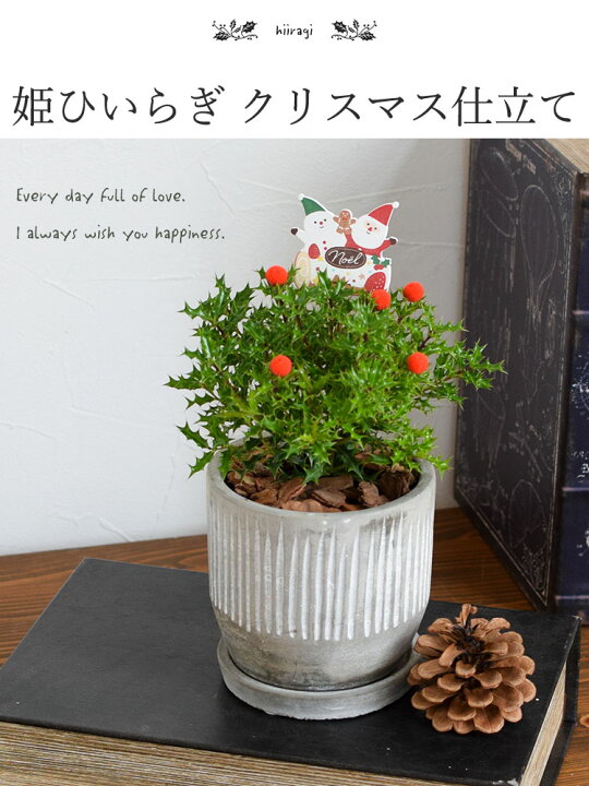 オプショナル 安定しました レンダリング 柊 植木鉢 サロン ホテル ぶら下がる