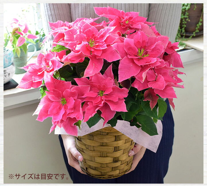 楽天市場 プリンセチア 鉢植え 選べる3種類 バラ咲き プリンセチア ローザ ロゼマーブル ピュアホワイト八重咲き サントリーフラワーズ ポインセチア ピンクのプリンセチア 鉢花 お歳暮 花 ギフト 冬 おしゃれ クリスマス 誕生日 プレゼント 女性 11 19 12 16まで 送料 楽天市場 プリンセチア 鉢植え 選べる3種類 バラ咲き プリンセチア ローザ ロゼマーブル ピュアホワイト八重咲き サントリーフラワーズ ポインセチア ピンクのプリンセチア 鉢花 お歳暮 花 ギフト 冬 おしゃれ クリスマス 誕生日 プレゼント 女性 11 19 12 16まで 送料