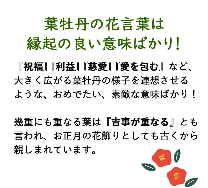 楽天市場 送料無料 お正月 迎春 きらきら 葉牡丹の迎春飾り12 26 12 30の間で指定ok お正月 鉢植え 寄せ植え 玄関 おしゃれ モダン お正月飾り お年賀 お歳暮 ギフト 花 正月 正月飾り 卯年 玄関飾り 迎春飾り 新年 挨拶 フラワーマーケット花由 楽天市場 送料無料 お正月 迎春 きらきら 葉牡丹の迎春飾り12 26 12 30の間で指定ok お正月 鉢植え 寄せ植え 玄関 おしゃれ モダン お正月飾り お年賀 お歳暮 ギフト 花 正月 正月飾り 卯年 玄関飾り 迎春飾り 新年 挨拶 フラワーマーケット花由