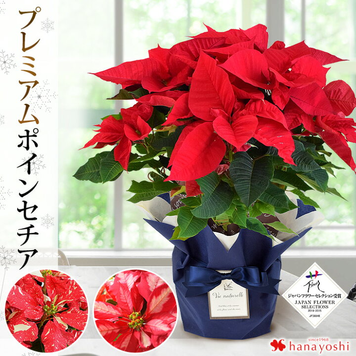 楽天市場 モリヒロ園芸さんの季節の鉢花 送料無料 プレミアム ポインセチア シャイニングレッド アイスパンチ プリメーロジングル 11 28 12 18お届け お歳暮 花 ギフト 冬 お祝い クリスマス 誕生日 プレゼント 女性 母 女友達 友人 花鉢 鉢植え フラワー ギフト