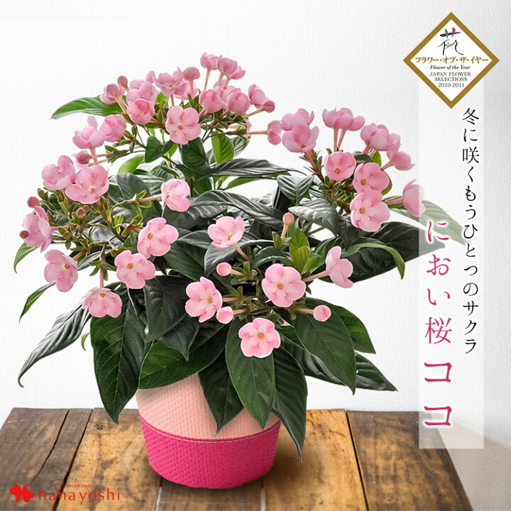 楽天市場 鉢植え プレゼント ギフト 花 送料無料 花由厳選 季節の鉢花 バスケット付 におい桜 ココ 冬 花鉢 誕生日 プレゼント 女性 母 祖母 女友達 フラワーギフト 結婚祝い 定年 退職祝い 上司 還暦祝い 結婚記念日 妻 両親 お祝い 11 4 12 19までの間で日時指定ok