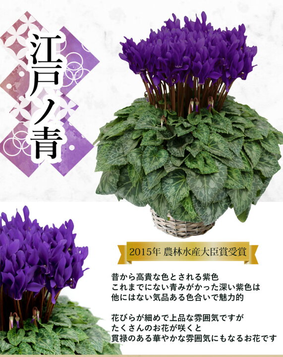 楽天市場 大栄花園 ブルーシクラメン 5号鉢 バスケット付 新品種 冬化粧 青天 寒冷地は不可 お歳暮 花 シクラメン 鉢 花鉢 お歳暮ギフト 鉢花 ギフト 冬 鉢植え クリスマス 誕生日 プレゼント 女性 母 記念日 開店祝い お祝い お花 11月26日 12月23日のお届け 送料
