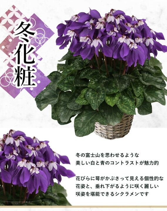 楽天市場 大栄花園 ブルーシクラメン 5号鉢 バスケット付 新品種 冬化粧 青天 寒冷地は不可 お歳暮 花 シクラメン 鉢 花鉢 お歳暮ギフト 鉢花 ギフト 冬 鉢植え クリスマス 誕生日 プレゼント 女性 母 記念日 開店祝い お祝い お花 11月26日 12月23日のお届け 送料