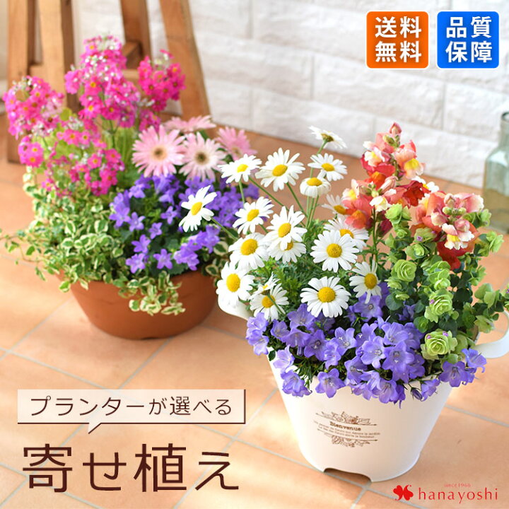 楽天市場】プランターが選べる 季節のおまかせ 寄せ植え S 旬のお花を 