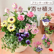 プランターが選べる 季節のおまかせ 寄せ植え S 旬のお花の寄せ植え完成品 鉢植え フラワーギフト 花 鉢…