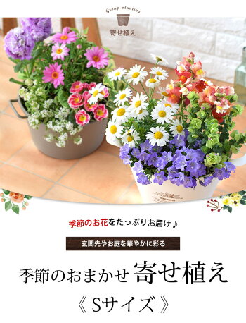 【マラソンxエントリー10倍】プランターが選べる 季節のおまかせ 寄せ植え S 旬のお花の寄せ植え完成品 鉢植え フラワーギフト 花 鉢花 花鉢 花苗 お祝い 誕生日 プレゼント 女性 玄関 友人 お誕生日 お花 開店祝い 母の日 祝い 結婚記念日 新築 引越し祝い 贈り物