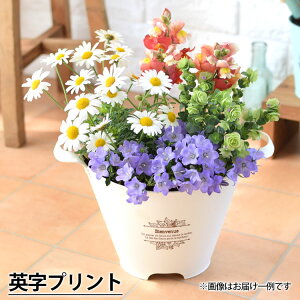 プランターが選べる 季節のおまかせ 寄せ植え S 旬のお花の寄せ植え完成品 鉢植え フラワーギフト 花 鉢花 花鉢 花苗 お祝い 誕生日 プレゼント 女性 玄関 友人 お誕生日 お花 祝い 結婚記念