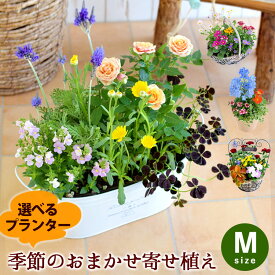 【マラソン×エントリー5倍】プランターが選べる 季節のおまかせ寄せ植えM 旬のお花たっぷり カントリーガーデン 鉢植え フラワーギフト 寄せ植え 花 鉢花 お祝い 花 誕生日 プレゼント 新築 開店 祝い 友人 お誕生日 母の日 プレゼント お母さん 義母 5/8～5/17お届け不可