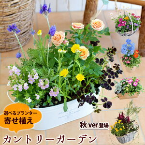 秋 鉢植え 花の人気商品 通販 価格比較 価格 Com