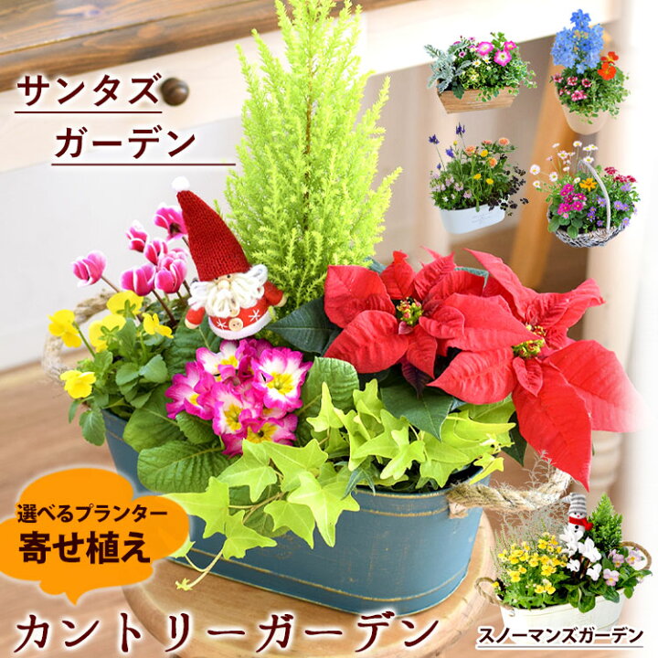 楽天市場 プランターが選べる季節のおまかせカントリーガーデン 旬のお花をたっぷり寄せ植え クリスマス 鉢植え フラワーギフト 鉢花 お祝い 花 誕生日 プレゼント 女性 母 祖母 新築祝い プレゼント 友人 開店祝い 開院祝い お誕生日 お花 花鉢 定年 退職祝い 画像配信 楽天市場 プランターが選べる季節のおまかせカントリーガーデン 旬のお花をたっぷり寄せ植え クリスマス 鉢植え フラワーギフト 鉢花 お祝い 花 誕生日 プレゼント 女性 母 祖母 新築祝い プレゼント 友人 開店祝い 開院祝い お誕生日 お花 花鉢 定年 退職祝い 画像配信