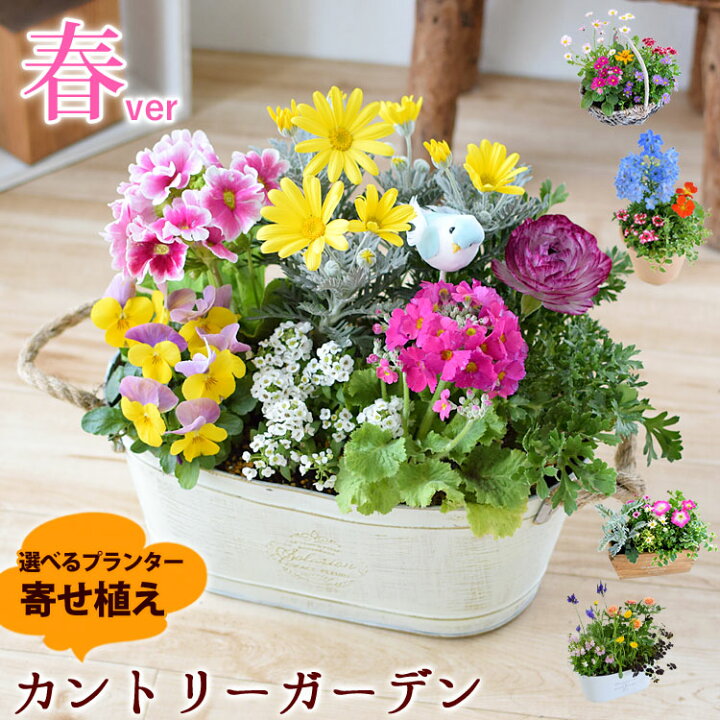 楽天市場 プランターが選べる季節のおまかせカントリーガーデン 旬のお花をたっぷり寄せ植え 鉢植え フラワーギフト 鉢花 お祝い 花 誕生日 プレゼント 女性 母 祖母 新築祝い プレゼント 友人 開店祝い 開院祝い お誕生日 お花 花鉢 結婚祝い 定年 退職祝い 画像配信