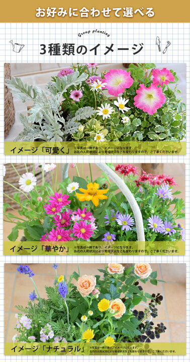 楽天市場 プランターが選べる季節のおまかせカントリーガーデン 旬のお花をたっぷり寄せ植え 鉢植え フラワーギフト 冬 鉢花 お祝い 花 誕生日 プレゼント 女性 母 祖母 新築祝い プレゼント 友人 おしゃれ お誕生日 お花 花鉢 ギフト 快気祝い 定年 退職祝い 画像配信