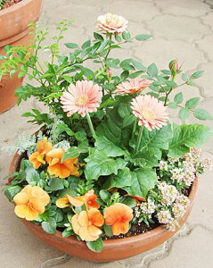 花 寄せ植え ギフトの人気商品 通販 価格比較 価格 Com