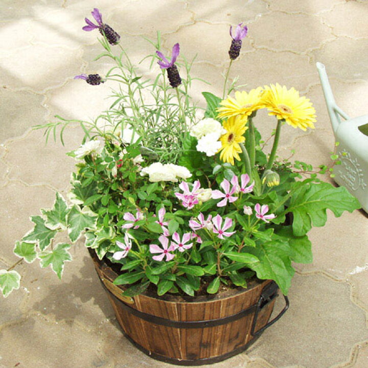 楽天市場 寄せ植え ギフト 季節のおまかせmサイズ 旬のお花をたっぷり寄植え お誕生日 お花 誕生日 プレゼント 女性 母 祖母 花 新築祝い 引っ越し 祝い おしゃれ 友人 お祝い 玄関 鉢植え お見舞い 快気祝い 転勤 異動 贈り物 品質保証 メッセージカード付き