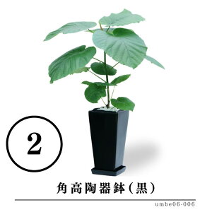 tBJXEEx[^ 6ƑIׂ锫   rO CeAO[  Mtg v[g Yn   a j Vzj JXj V l炵 V  o