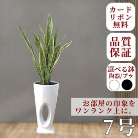 サンセベリア 7号と選べる鉢 おしゃれ おすすめ リビング インテリアグリーン 花 ギフト プレゼント産地 玄関 室内 誕生日 結婚祝 新築祝 ネイルサロン 美容院 開店祝 新生活 一人暮らし 新居 室内 出産祝 引越祝 母の日 父の日 敬老の日 記念日 内祝