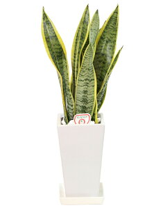 ϗtA TZxA TXxA p픫 5 u 픫 Ȕ @lj  蕨 CeA 蕨 l炵 V  ̓ ̓ hV̓