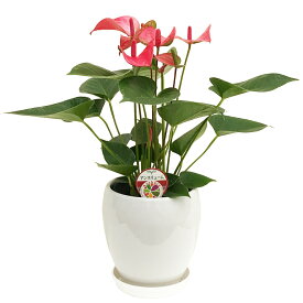 楽天市場 ピンク アンスリュームの通販